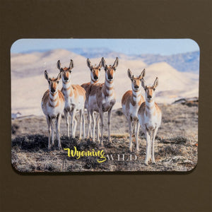 MAGNET WILD PRONGHORN  #19025 D4 JUL24