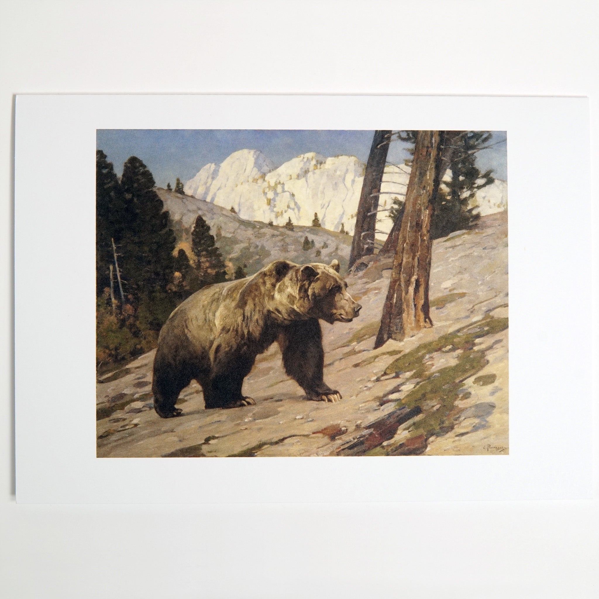 NOTECARD RUNGIUS SILVER TIP GRIZZLY #31020883 DS MAR23