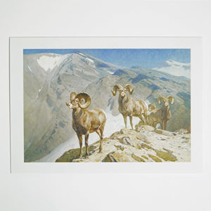NOTECARD RUNGIUS MOUNTAIN SHEEP #31020885