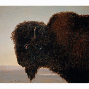 Buffalo Head by Albert Bierstadt