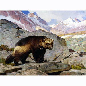 PR 103 WOLVERINE IN A ROCKY MOUNTAIN LANDSCAPE BY CARL RUNGIUS #31027688