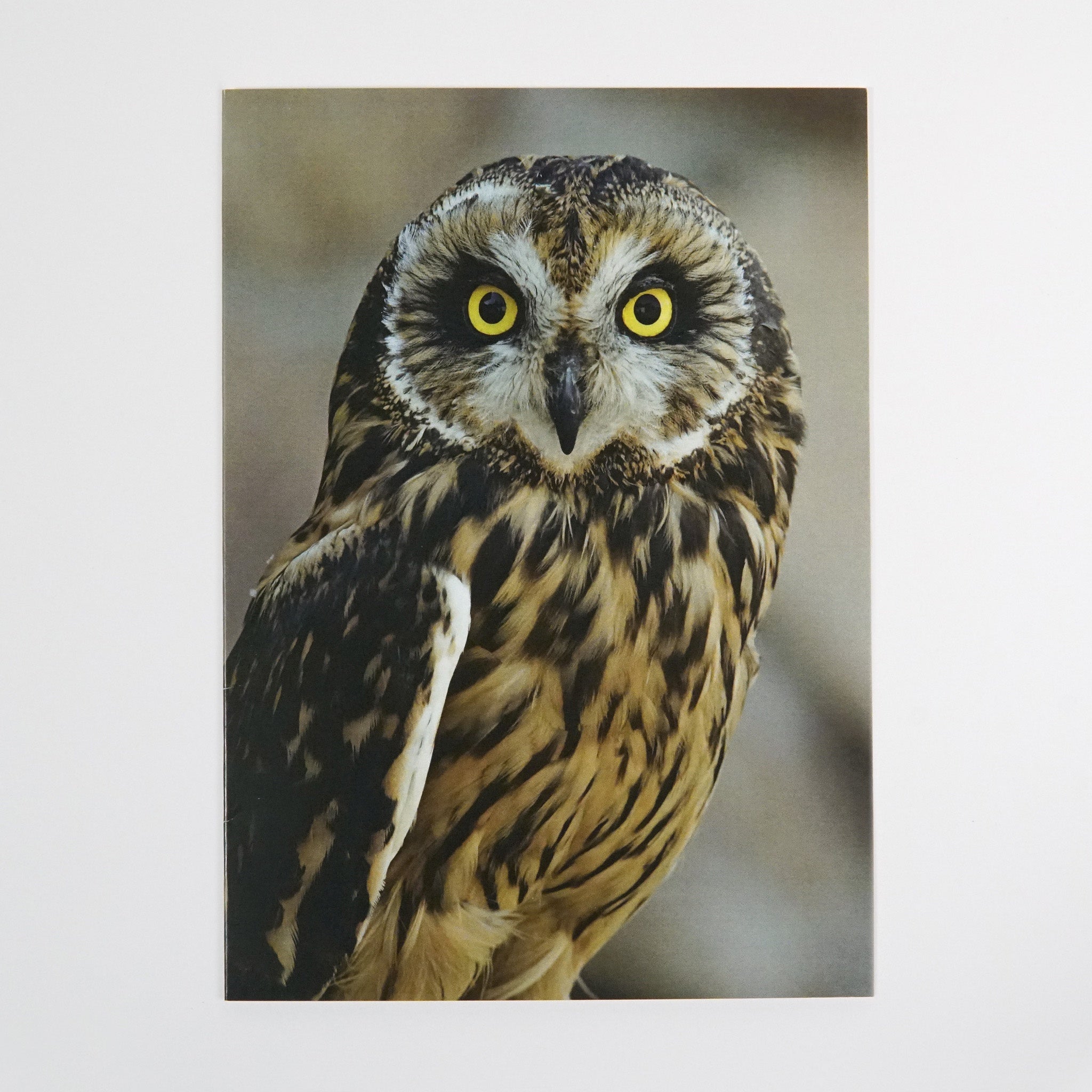 Notecard Short-Eared Owl Amelia